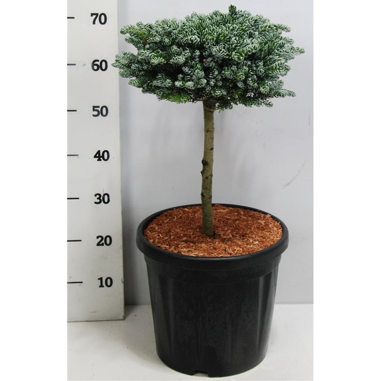 Koreagran – Abies koreana 'Kohout's Icebreaker' - C13 30 cm. Stam